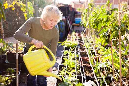 Therapeutic Gardening Activities for Aging Adults with Dementia in Des Moines, IA